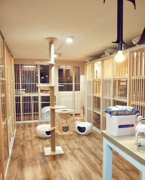武汉猫咪寄养多少钱一天？提供24小时监控视频